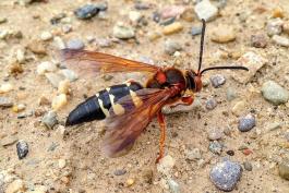 Eastern cicada killer wasp on sandy surface
