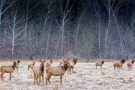 A heard of elk