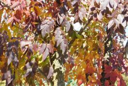 White ash in purple and yellow fall color