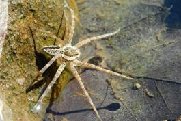 Striped fishing spider resting on the edge of the Bourbeuse River, Tea Access, Gasconade County
