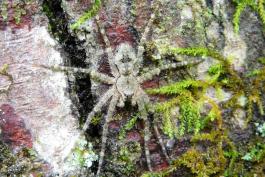 Whitebanded fishing spider resting on a mossy tree trunk, legs outstretched