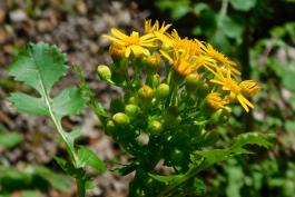 Side view of butterweed flower clusters, showing involucres