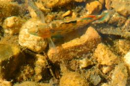 Male orangethroat darter in stream, viewed from above