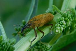 Lixus mucidus, a weevil, standing on the stalk of curly dock plant