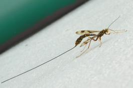 Female long-tailed giant ichneumon wasp resting on the side of a house, ovipositor outstretched