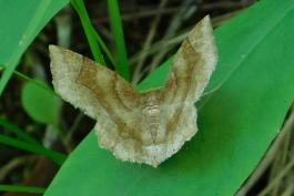Pale metarranthis moth perched on a leaf in a wooded area of Graham Cave State Park