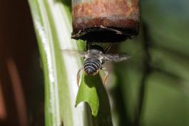 Leafcutter bee hoisting herself into bottom of wind chime pipe while gripping a fragment of leaf in her hind pairs of legs.