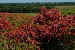 Winged sumac colony turning fall color, or suffering from herbicide application, at Paintbrush Prairie, Pettis County, Mo., August 28, 2022