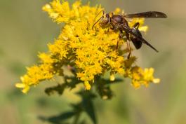 Paper wasp Polistes sp. nectaring on goldenrod