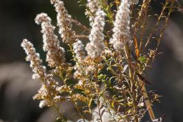 Goldenrod flowers maturing into fluffy seeds
