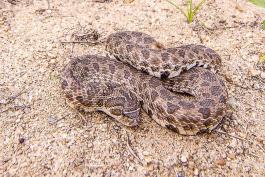 Dusty hog-nosed snake curled on a sand prairie