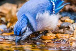 Blue Jay drinking water