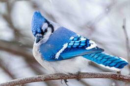 Blue Jay in the snow