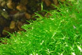 Crystalwort, or slender riccia, floating on water in an aquarium, viewed from above