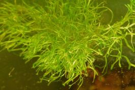 Side view of floating crystalwort in an aquarium