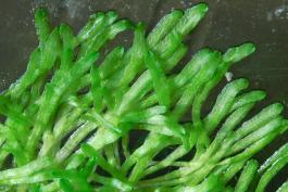 Thalli of Riccia fluitans, or floating crystalwort, growing out of water against the side of an aquarium