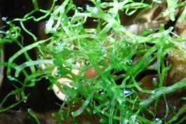 Floating crystalwort, Riccia fluitans, in an aquarium