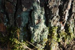 Pale green dust lichen coating a portion of bark at the base of a tree