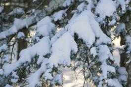 Eastern Red Cedar tree draped in snow
