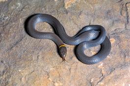 Prairie Ring-Necked Snake on a rock