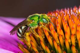 Bicolored Striped Sweat Bee