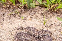A hog-nosed snake curled up in rocky, sandy soil