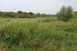 Grassy field at Wolf Creek Bend CA