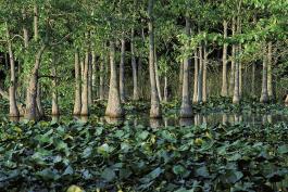 Photo of dense swamp tupelo trees and plant growth along river