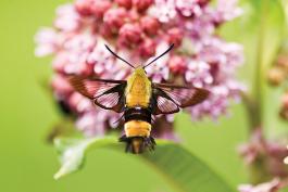 Snowberry clearwing moth hovering at a flower taking nectar