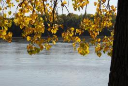 View of Missouri River from Mokane access, autumn cottonwood in foreground