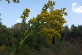 Photo of goldenrod flower clusters with bumble bee