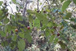 Photo of persimmon branch with ripening fruits.