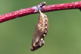 Photo of chrysalis of painted lady butterfly