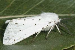 Adult fall webworm moth resting on a leaf