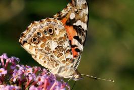 Photo of painted lady, side view, showing underside of wings