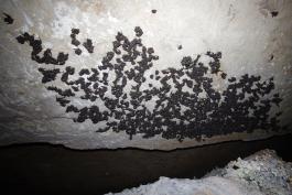 Photo of a gray myotis colony of approximately 3,000 individual bats, clinging to a cave ceiling.