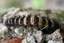 Agreeable tiger moth caterpillar