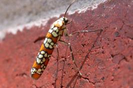 Adult ailanthus webworm moth resting on a brick wall