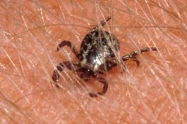 American dog tick crawling on a person's skin