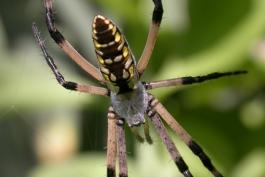 Photo of young adult female black-and-yellow garden spider in her web
