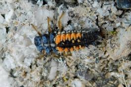 Multicolored Asian lady beetle larva walking on a concrete wall, closeup