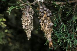 Photo of two bagworm bags on red cedar