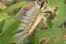 Photo of a banded tussock moth caterpillar on a leaf