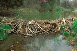 Photo of a beaver dam