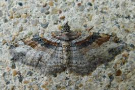 Bent-line carpet moth resting on a concrete surface