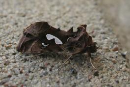 Photo of a bilobed looper moth resting on concrete, side view