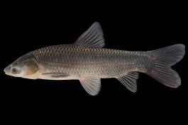 Black carp side view photo with black background
