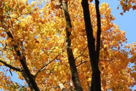 Photo of black maple tree in fall, view upward into branches