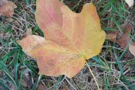 Photo of a black maple leaf showing yellow and orange fall color