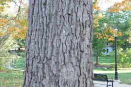 Photo of a black maple trunk, showing bark